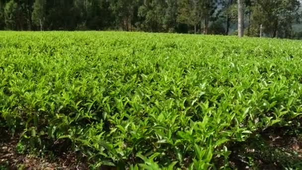 Dönthető Serpenyő Egy Teaültetvényről Egy Srí Lanka Dombon — Stock videók