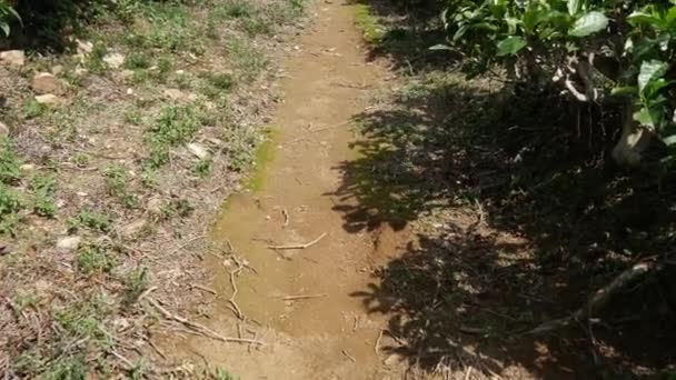 Inclinación Rápida Desde Sendero Hacia Las Plantaciones Sri Lanka — Vídeos de Stock