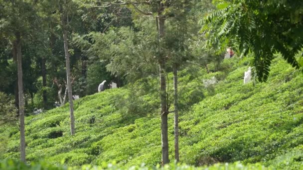 People Working Tea Plantations Sri Lanka — Stock Video