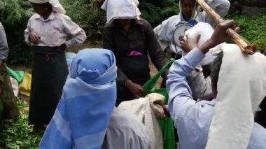 Çay çiftliği işçileri çantaları çay yapraklarıyla tartıyor.