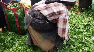 Çay tarlası işçileri poşetlerde çay yaprakları yapıyor.