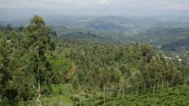 Pan, Sri Lanka 'daki çay çiftliklerinden dağ manzarası