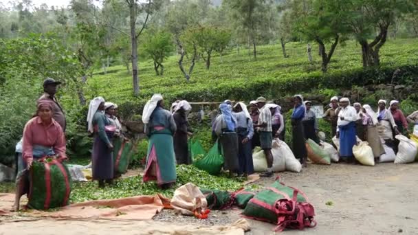 Tea Plantation Workers Weighing Bags Tea Leafs — Stock Video