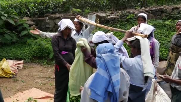 Tea Plantation Workers Weighing Bags Tea Leafs — Stock Video