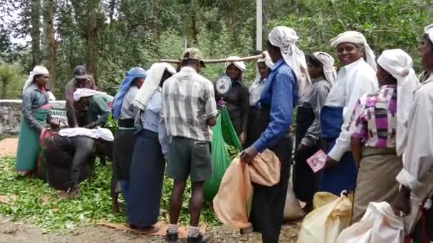Tea Plantation Workers Row Waiting Weighing Bags Tea Leafs — Stock Video
