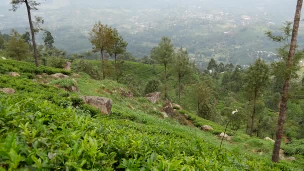 Pán Teaültetvényekről Hegyekre Néző Táj Srí Lankán — Stock videók