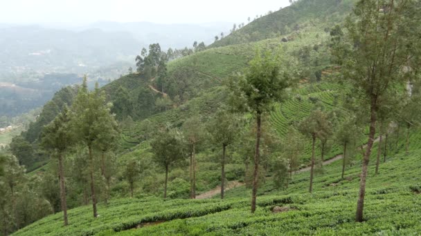 Tea Plantations Mountain View Landscape Sri Lanka — Stock Video