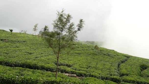 Plantações Chá Enevoado Paisagem Vista Montanha Sri Lanka — Vídeo de Stock