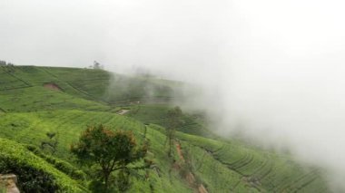 Sri Lanka 'daki sisli çay tarlalarından dağ manzarası