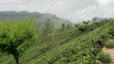 Sri Lanka 'daki bulutlu çay tarlalarından bir pan.