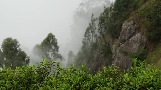 スリランカの霧深い茶畑の山の景色 — ストック動画