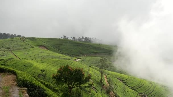 Пан Туманных Чайных Плантаций Видом Горы Шри Ланки — стоковое видео