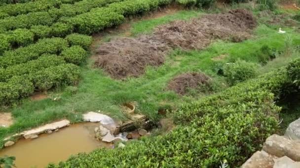 Пень Річки Чайній Плантації Села Чайній Плантації Шрі Ланці — стокове відео