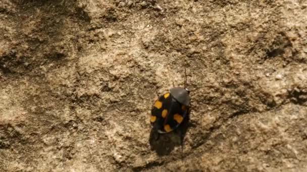 Small Beetle Walking Rocks Sri Lanka — Stock Video