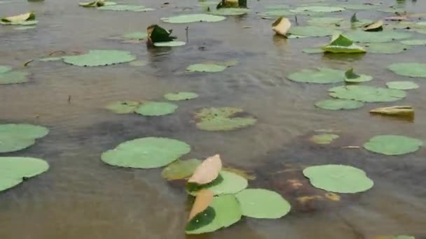 Żeglowanie Przez Jezioro Kwiatu Lotosu Sri Lance — Wideo stockowe