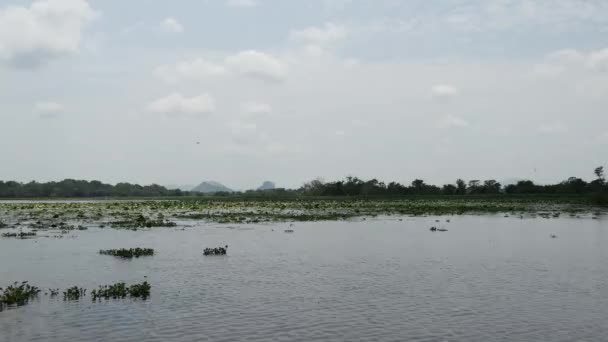 Navegando Através Lago Flor Lótus Sri Lanka — Vídeo de Stock