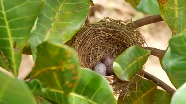 Sri Lanka Yuvadaki Bir Kuşun Yumurtaları — Stok video