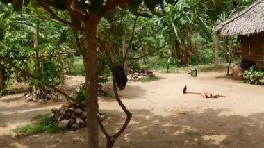 Sri Lanka 'nın kırsalındaki bir kilden eve doğru eğil.