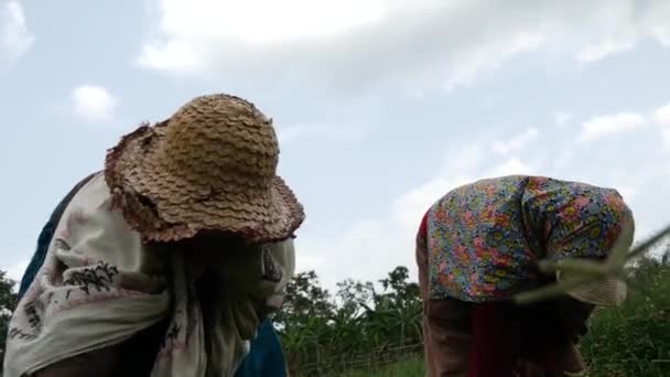 Woman Working Farm Land Sri Lanka — Stock Video