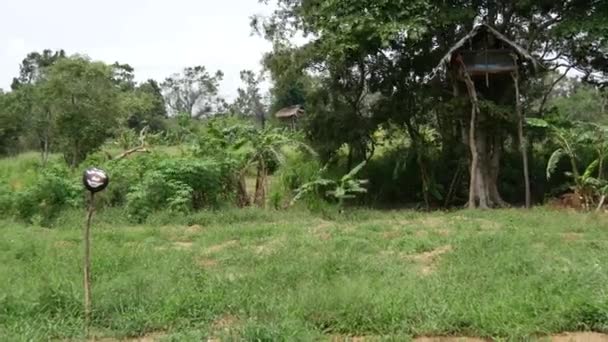 Baumhaus Und Vogelscheuche Zum Schutz Des Ackerlandes Sri Lanka — Stockvideo