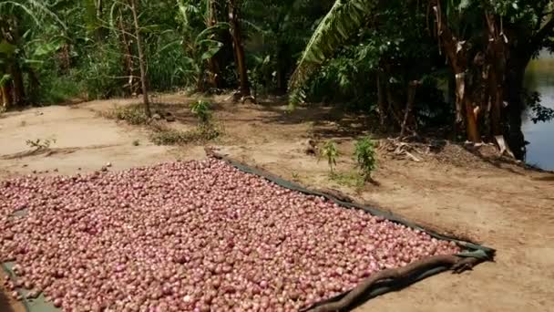 Tapijt Vol Vakbonden Aan Rivier Sri Lanka — Stockvideo