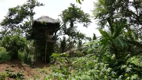 Casa Del Árbol Una Granja Sri Lanka — Vídeos de Stock