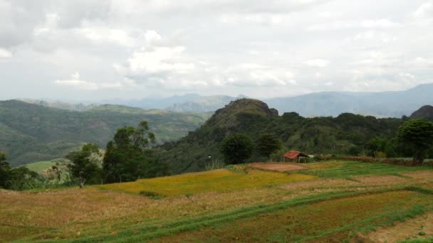 Paddy Campo Paisagem Lapso Tempo Província Central Sri Lanka — Vídeo de Stock