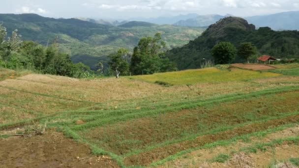 Kippt Von Einer Reisterrasse Der Zentralen Provinz Sri Lanka — Stockvideo
