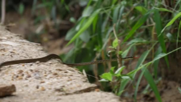 Serpiente Pequeña Provincia Central Sri Lanka — Vídeos de Stock