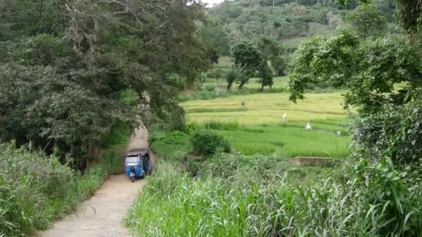 Tuk Tuk Passant Entre Les Rizières Province Centrale Sri Lanka — Video