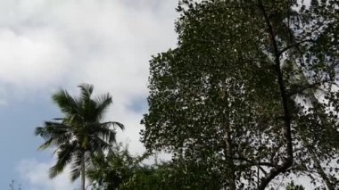 Sri lanka, Central Eyaleti 'nde gökyüzündeki ağaçlardan yansır.