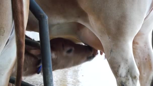 Mucca Bebè Che Beve Latte Materno Nella Provincia Centrale Dello — Video Stock
