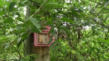 Central Vilayeti, Sri Lanka 'daki Digana köyündeki sokak ışıklarını yakmak için düğme.