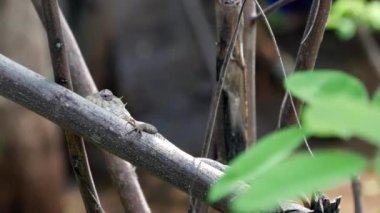 Sri Lanka 'da, Central Eyaleti' nde bir ağaçta bukalemun.