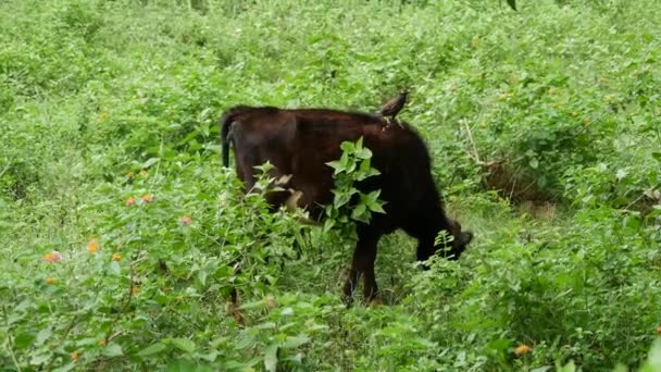 Vaca Bebé Com Pássaro Parte Trás Província Central Sri Lanka — Vídeo de Stock