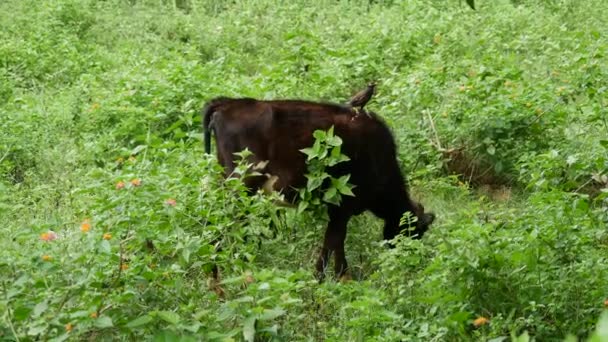 Vaca Bebé Con Pájaro Parte Posterior Provincia Central Sri Lanka — Vídeos de Stock