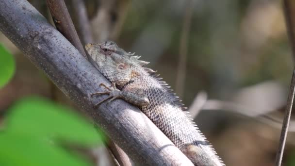 Хамелеон Дереві Центральній Провінції Шрі Ланка — стокове відео