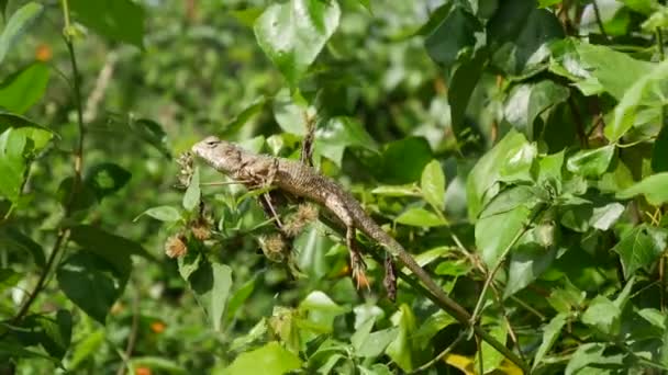 Camaleão Uma Árvore Província Central Sri Lanka — Vídeo de Stock