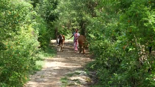 Frau Mit Kühen Auf Den Straßen Von Digana Central Province — Stockvideo