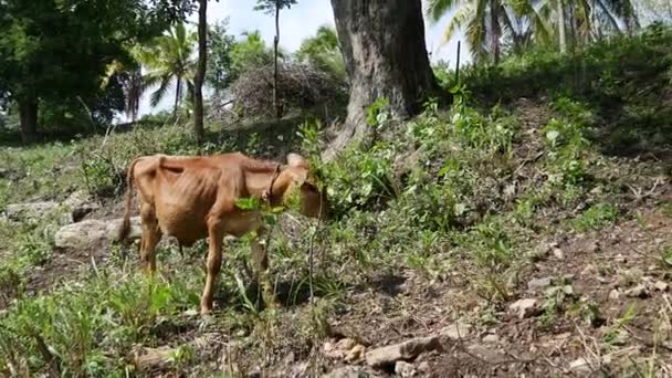 Dos Vacas Bebés Las Colinas Provincia Central Sri Lanka — Vídeos de Stock