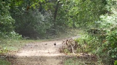 Sri Lanka orman kuşu Sri Lanka 'dan ulusal kuş