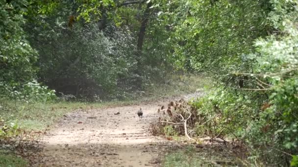 Uccello Nazionale Della Giungla Dello Sri Lanka — Video Stock