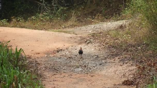 Oiseau National Junglefowl Sri Lankaise Sri Lanka — Video