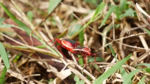Sri Lanka Birbirine Bağlı Iki Kırmızı Böcek — Stok video