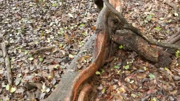 Kippen Von Großen Dschungelbaumwurzeln Sri Lanka — Stockvideo