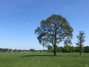 Hollanda, Achterhoek 'teki Sinderen çevresindeki çayırlarda inekler.