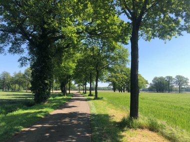 Sinderen, Gelderland ve Hollanda çevresindeki ağaçlarla çevrili yol.