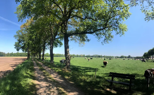 Vacas Prado Torno Varsseveld Gelderland Países Baixos — Fotografia de Stock