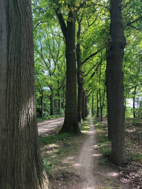 Gelselaar, Hollanda ormanı boyunca bisiklet yolu