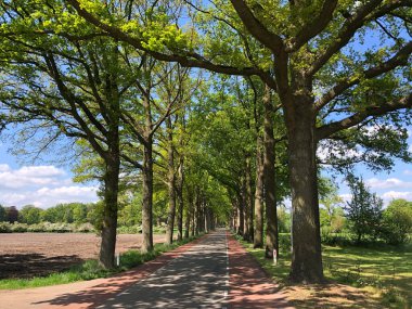 Gelderland, Hollanda 'da Debruil çevresindeki yol